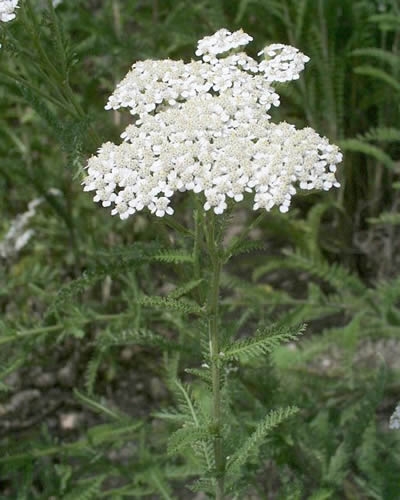 Coada soricelului (achillea millefolium)